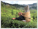 Darjeeling Tea Gardens