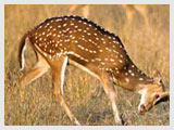 Deer at Gir