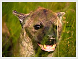 Wild Dog, Kanger Valley National park