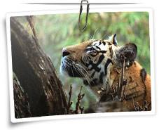 Tiger at Bandhavgarh