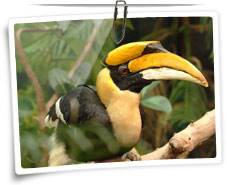 Hornbill