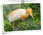 Keoladeo (Bharatpur) Bird Sanctuary, Rajasthan