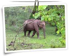 Nagarhole National Park