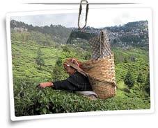 Darjeeling Tea Gardens