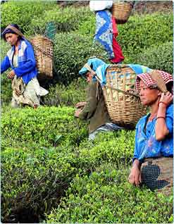 Tea Gardens, North East India Tourism