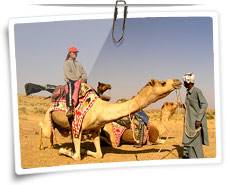 Camel Safari