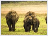 Dhikala Wildlife Sanctuary