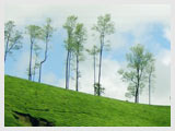 Munnar Tea Gardens