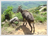 Periyar Wildlife