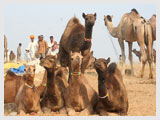 Pushkar Fair