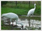 Siberain Storks