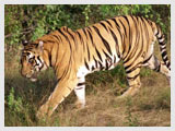 Tiger at Corbett