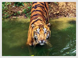 Tiger at Ranthambore