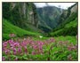 Valley of Flowers & Hemkund Sahib Tour