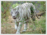 White Tiger at Bandhavgarh National Park