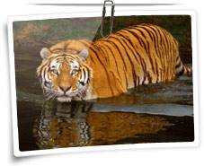 Tiger at Corbett