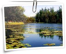 Kodai Lake - Kodaikanal