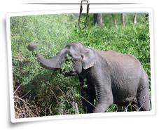 Madumalai Wildlife Sanctuary