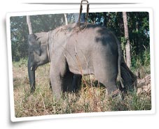 Bandipur National Park