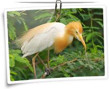 Bharatpur Bird Sanctuary