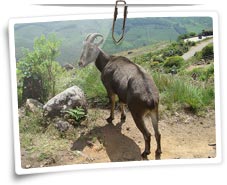 Eravikulam National Park