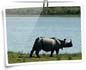 Kaziranga National Park, Assam