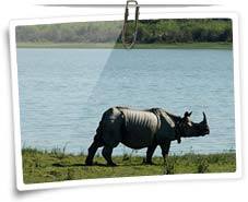 Kaziranga National Park