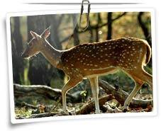 Pench National Park