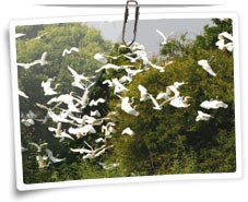 Sariska National Park