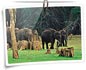 Wayanad Wildlife Tour